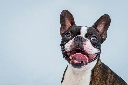 Retrato boston terrier pura raza suave fondo gris primer plano photo