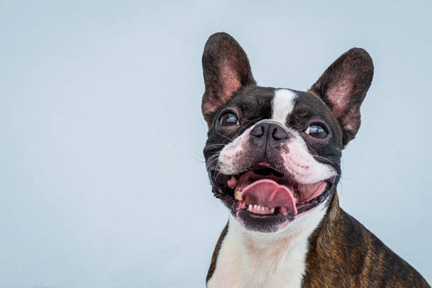 istock Portrait boston terrier pure breed soft grey background closeup 1185912400