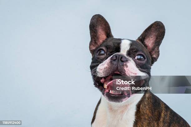 Portrait Boston Terrier Pure Breed Soft Grey Background Closeup Stock Photo - Download Image Now