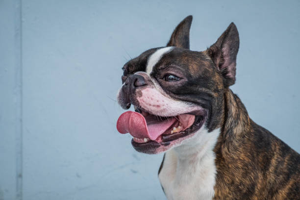 istock Portrait boston terrier pure breed soft grey background closeup 1185912413