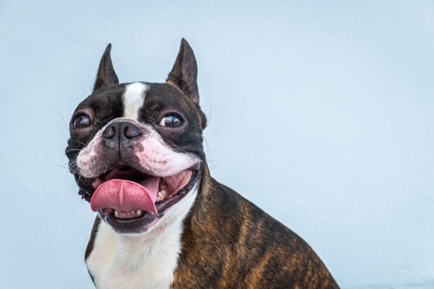 istock Portrait boston terrier pure breed soft grey background closeup 1185912437