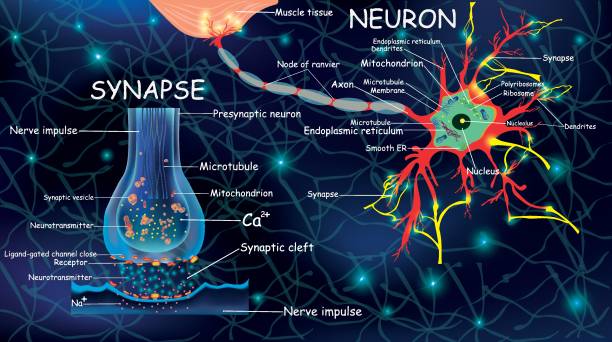 ilustraciones, imágenes clip art, dibujos animados e iconos de stock de anatomía neyron y sinapsis. señalización en el cerebro. células neyron y sinapsis con descripciones. estructura el neyron para uso educativo, médico, biológico. transmisión de impulsos en un organismo vivo. pulsos electrónicos de sinapsis. ilustrac - living organism part