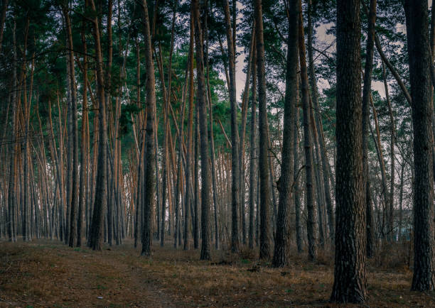 istock Nature beauty 1185915305