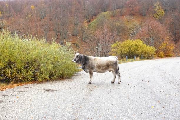 istock cow in the mountain road 1185917011