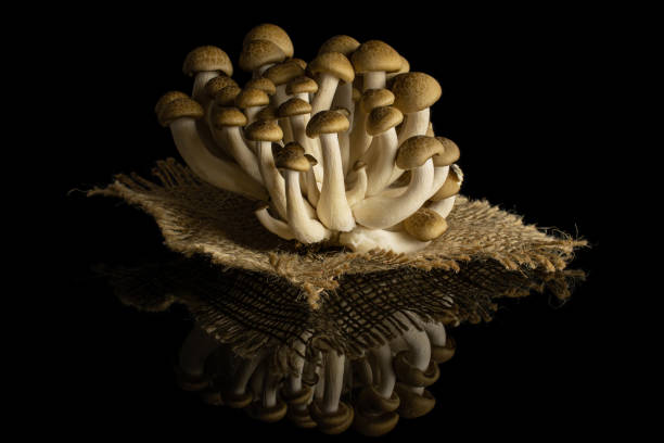 istock Buna shimeji mushroom isolated on black glass 1185917027