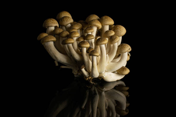 istock Buna shimeji mushroom isolated on black glass 1185917109