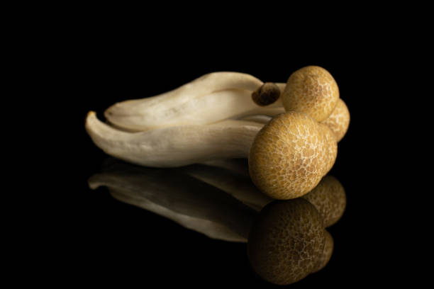 istock Buna shimeji mushroom isolated on black glass 1185917113