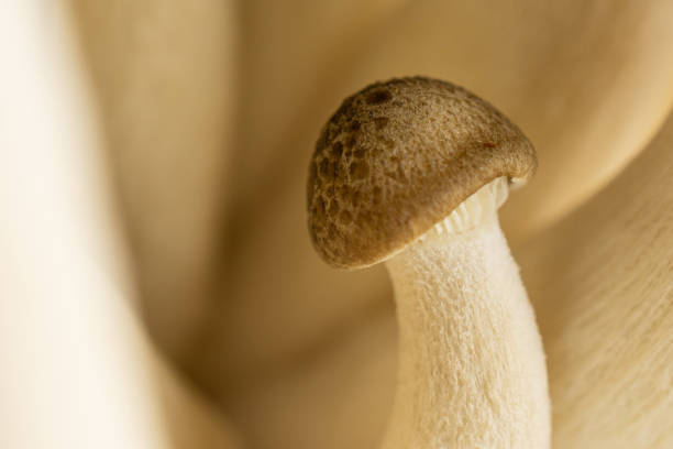 istock Buna shimeji mushroom isolated 1185917135