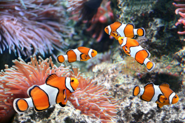 istock Sea anemone and clown fish 1185917310