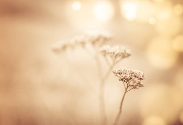 Floral background with dry flower stems and bokeh circles.