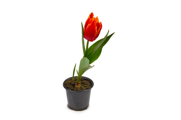 istock Tulip in a pot isolated on white background. 1185918620