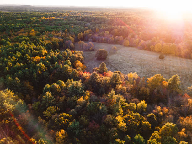 istock autumnal forest in new england 1185918856
