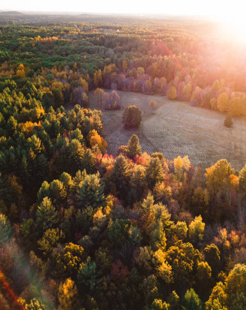 istock autumnal forest in new england 1185918937