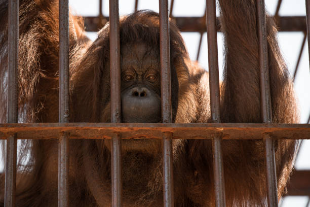 monkey in cage