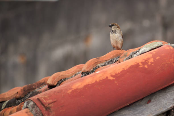 istock Sparrow perched on a roof, intently watching the environment, with a blurry gray wall in the background. 1185920930