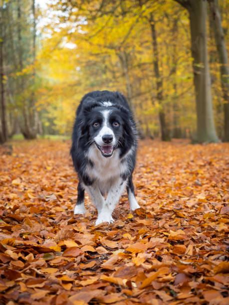 Isolated Vorder Collie Dog looking straight at camera in fall autumn woodland with vibrant yellow and gold colours