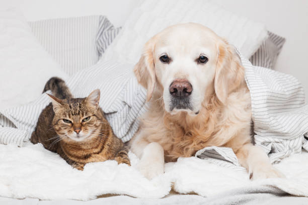 istock breed tabby cat under cozy  plaid. Animals warms under gray and white blanket in cold winter weather. Friendship of pets. Pets care concept. 1185922193