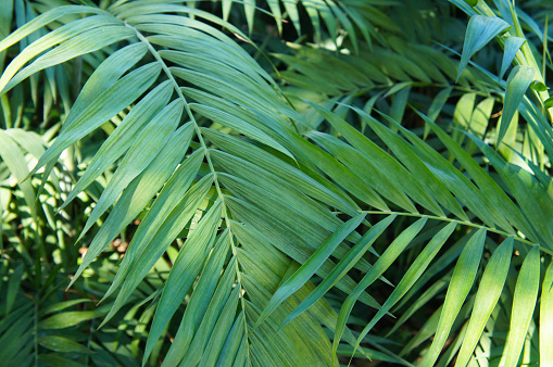 Chamaedorea elegans or neanthe bella palm green leaves