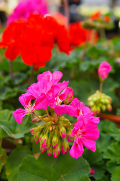 istock Geranium or pelargonium red and purple flowers with green vertical 1185923800