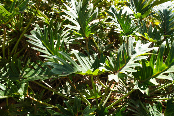 istock philodendron xanadu green tropical plant 1185924359