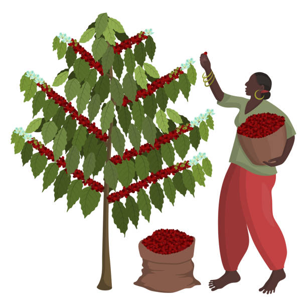 Beautiful black woman in wide trousers with a basket of coffee berries at the coffee harvest Beautiful black woman in wide trousers with basket of coffee berries at coffee harvest. Agricultural work. Coffee tree with flowers and ripe berries. Cartoon vector isolated object on white background stubble stock illustrations