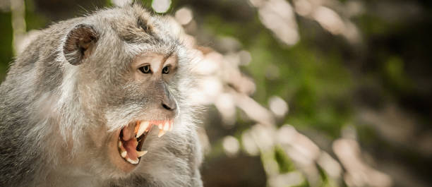 Screaming monkey. Face of wild animal showing its fangs Screaming monkey. Face of wild animal showing its fangs. Macaque monkey at Sacred monkey forest. Ubud, Bali, Indonesia angry monkey stock pictures, royalty-free photos & images