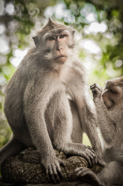 istock Macaque monkeys cleaning and grooming each other 1185927102