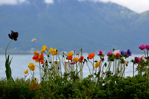 Flowers at the lake shore as seen from Montreux