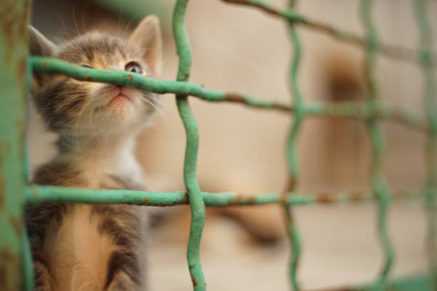 istock Little kitten behind bars. Cat in a cage. Old rusty mesh fence 1185929640