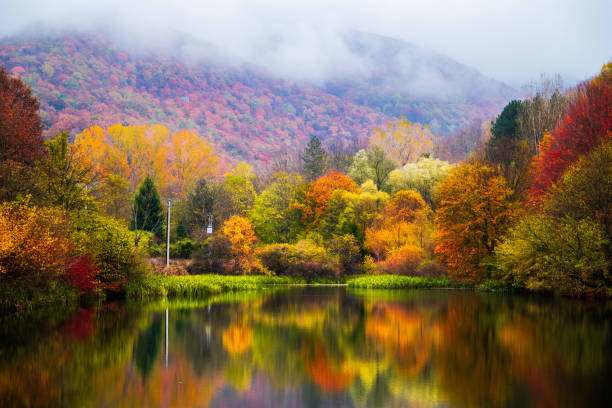 istock Small lake surrounded by forest with colorful plants 1185930322