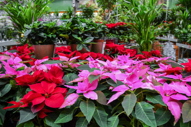 les fleurs rouges et roses lumineuses de poinsettia, autrement appelées étoile de noel, avec les feuilles vertes foncées dans des pots, sont vendues dans un magasin de fleur sur un fond de différentes usines vertes - flower head poinsettia euphorbiaceae leaf photos et images de collection