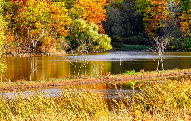 Fall colors landscape with beautifully colored forest and wetlands in Burlington, Ontario, Canada