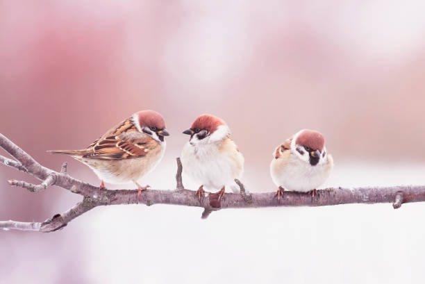 istock natural background with three little funny birds sparrows sitting on a branch in Sunny spring garden 1185932464