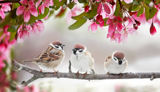 istock natural beautiful background with three small funny birds sparrows sitting on a branch blooming with pink buds in a may 1185932495