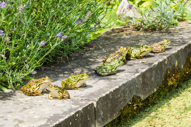 istock green frogs sunbathing on stone 1185934382