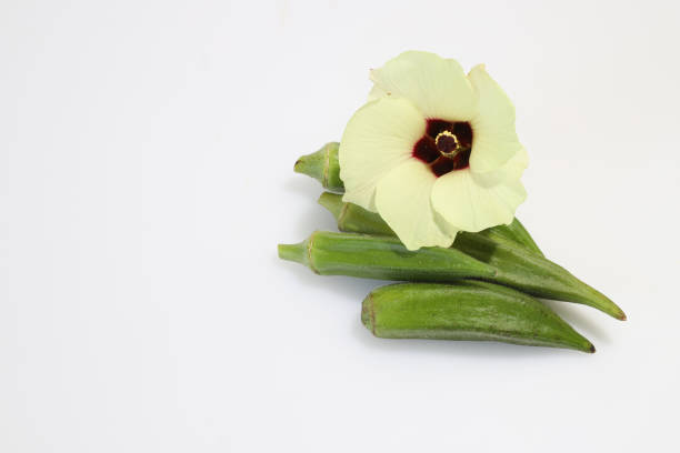 Pictured okra and its flower in a white background.