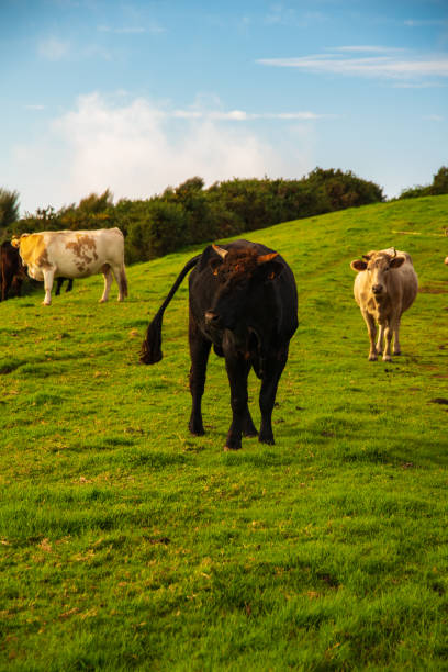 Cows walking free in Paul da Serra  in Madeira Island, Portugal.