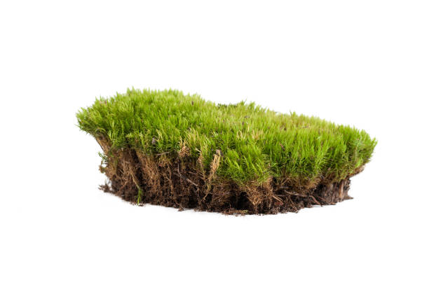 istock green moss sphagnum close-up isolated 1185936012