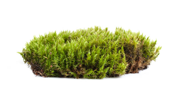 istock green moss sphagnum close-up isolated 1185936033