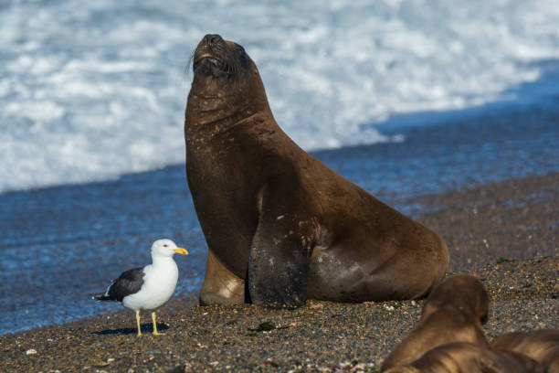 istock Sea Lion pup 1185937302