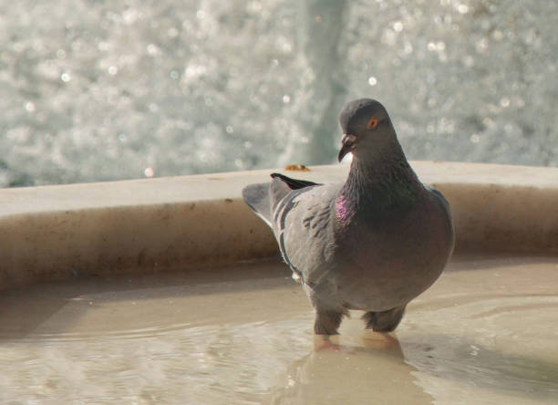a pigeon is making a bath in a city fountain