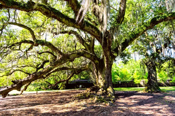Old southern live oak in New Orleans Audubon park with hanging spanish moss in Garden District and thick Tree of Life trunk with nobody in Louisiana city