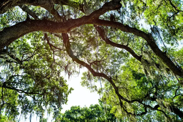 Photo of Hanging branches of old southern live oak trees in New Orleans Audubon park with spanish moss and green Tree of Life in Garden District in Louisiana city