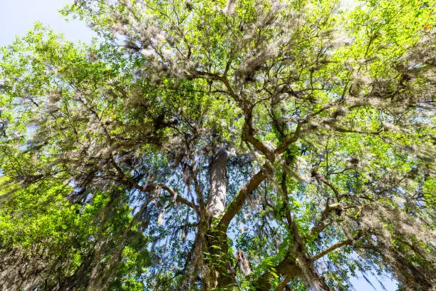 Low angle of southern live oak trees in New Orleans Audubon park on sunny spring day with hanging spanish moss in Garden District