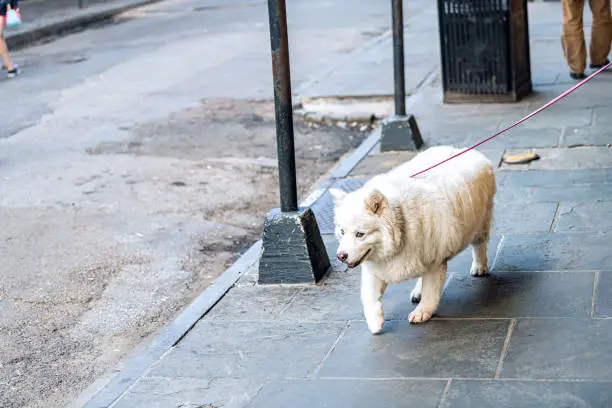 American white shepherd dog walking on sidewalk pavement street on leash in urban city with different colored eyes funny humor face