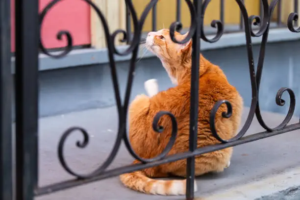 Funny stray orange white cat behind cast iron railing on sidewalk street in New Orleans, Louisiana scratching neck on porch of house