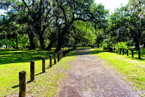 Southern live oak trees in New Orleans Audubon park on sunny day with path trail to green Tree of Life in Garden District of Louisiana city