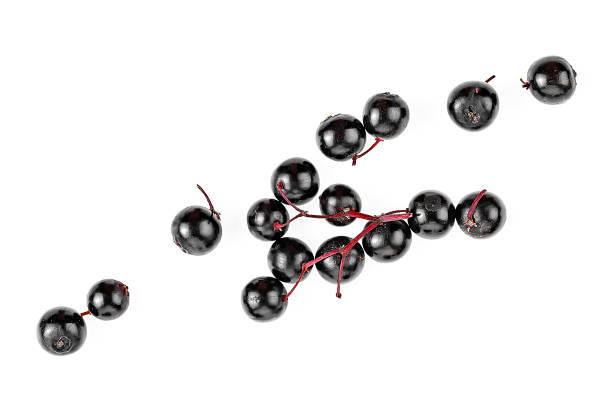 istock Elder berries isolated on a white background, top view. 1185940952
