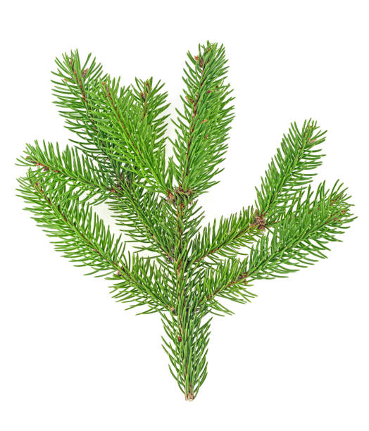istock Branch of fir tree isolated on white background, top view. 1185940976