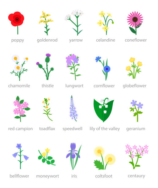 illustrations, cliparts, dessins animés et icônes de collection de fleurs - goldenrod